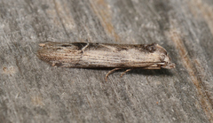 Ioptera