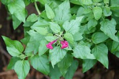 Salvia lemmonii