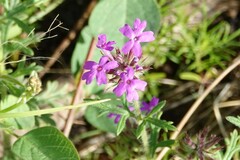 Glandularia chiricahensis