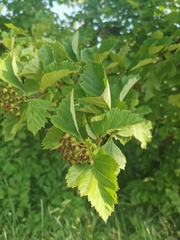Crataegus chlorosarca