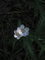 Achillea alpina