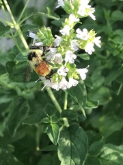 Bombus ternarius