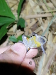 Elachistocleis nigrogularis