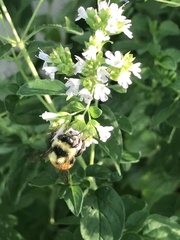 Bombus ternarius