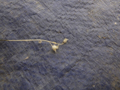 Polemonium micranthum