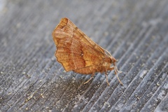 Selenia alciphearia