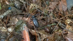 Prionus insularis