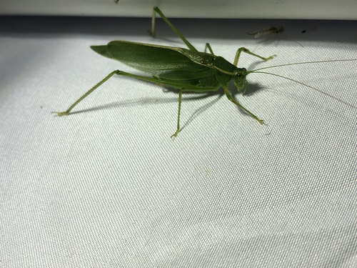 Northern Bush Katydid photo 6