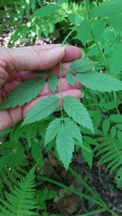 Cicuta maculata maculata