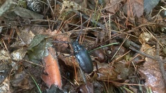 Prionus insularis