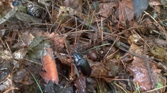 Prionus insularis