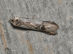 Ioptera