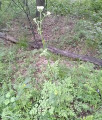 Silphiodaucus hispidus