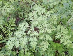 Silphiodaucus hispidus