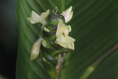 Goeppertia latifolia