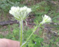 Silphiodaucus hispidus