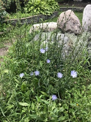 Cichorium intybus