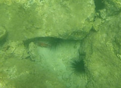 Heteropriacanthus cruentatus