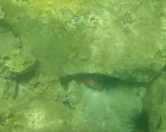 Heteropriacanthus cruentatus