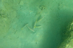 Mulloidichthys martinicus