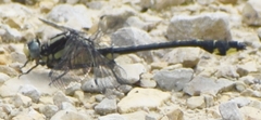 Gomphurus fraternus