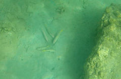 Mulloidichthys martinicus