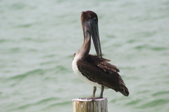 Pelecanus occidentalis