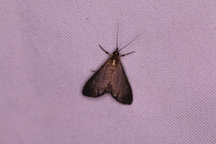 Pyrausta demantrialis