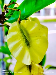 Pteleocarpa lamponga