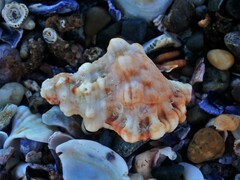 Tutufa rubeta