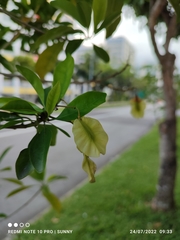 Pteleocarpa lamponga