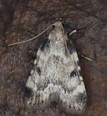 Aglossa costiferalis