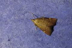 Hypsopygia rubidalis