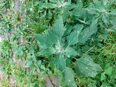 Chenopodium album