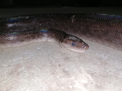 Epicrates maurus