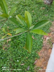 Pteleocarpa lamponga