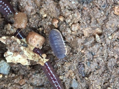 Armadillidae