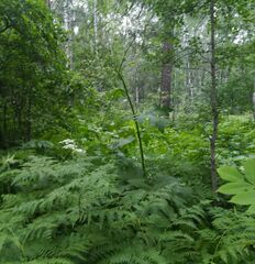 Heracleum dissectum
