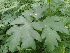 Heracleum dissectum