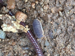 Armadillidae