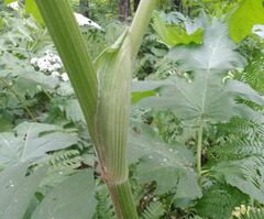 Heracleum dissectum