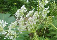 Heracleum dissectum