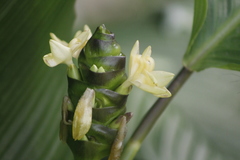 Goeppertia latifolia