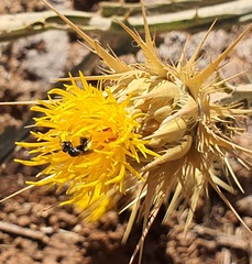 Exoneuridia libanensis