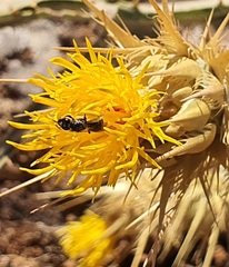 Exoneuridia libanensis