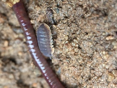 Armadillidae