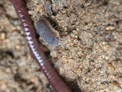 Armadillidae