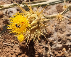Exoneuridia libanensis