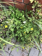 Chelidonium asiaticum