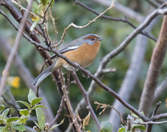 Microspingus erythrophrys